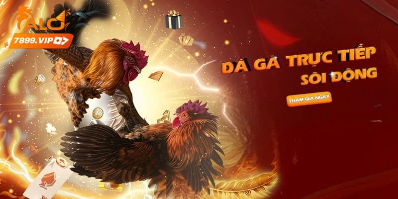 Đá gà Alo789 - Live stream trực tiếp chuyên nghiệp