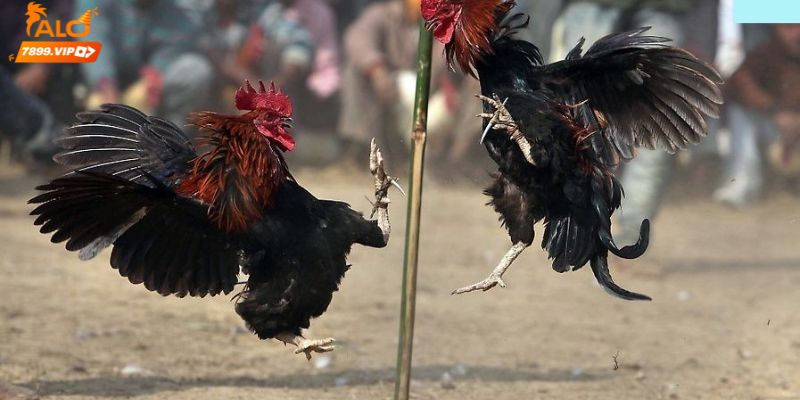 Đá gà cựa sắt