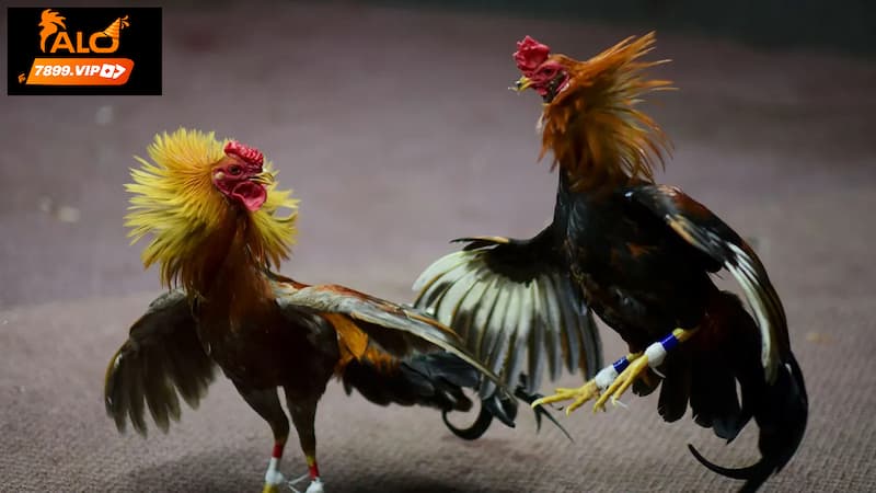 Văn hóa trong đá gà Cammpuchia