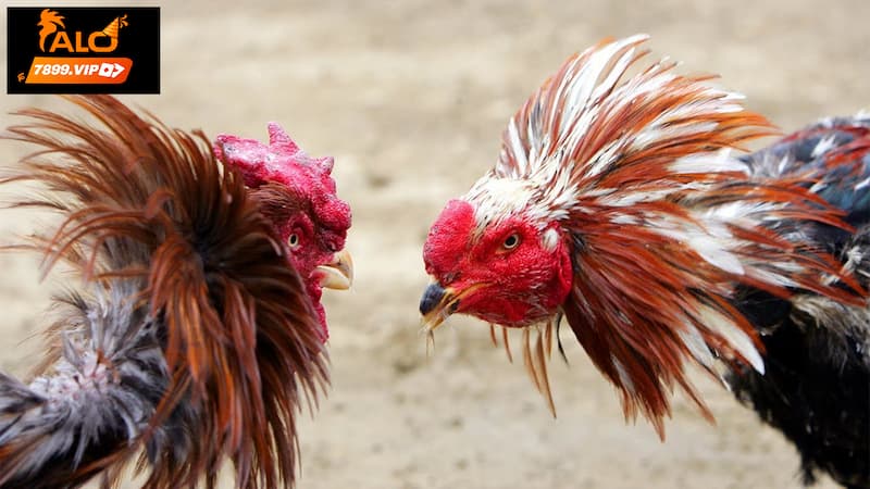 Văn hóa thể hiện qua đá gà Philippines