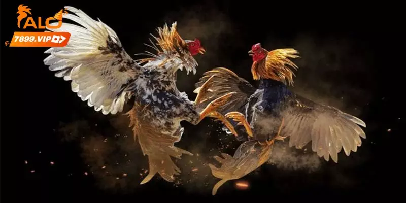 Kèo chấp theo điểm