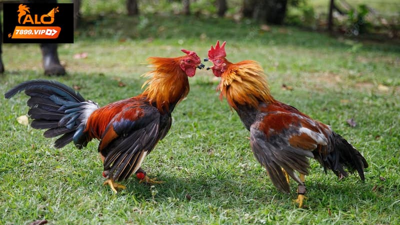 Dáng đứng cũng là yếu tố quan trọng