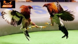 Lông gà cũng phản ánh sức mạnh