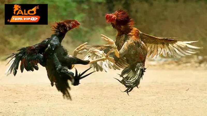 Thủ thuật chọn gà qua lối đá