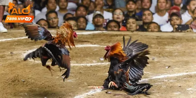 Tìm hiểu vài nét về đá gà cựa dao - kèo thơm mỗi ngày