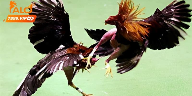 Kịch tính và đầy gây cấn